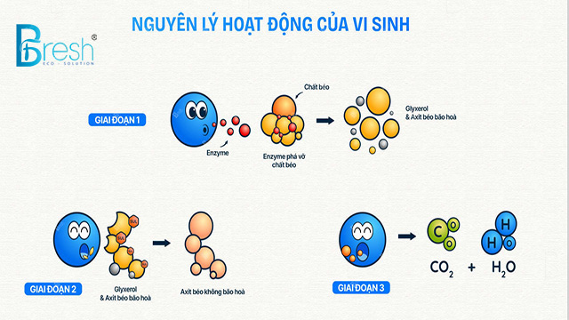 Nguyên lý hoạt động của vi sinh