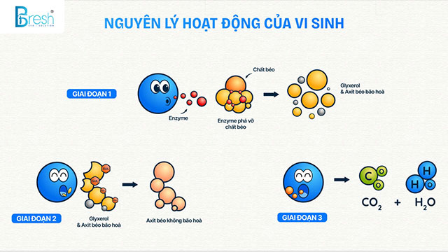 Nguyên lý hoạt động của chế phẩm vi sinh BAC GB-1201